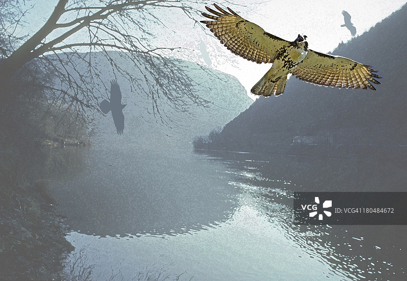 特拉华峡谷国家游憩区猛禽飞行图片素材