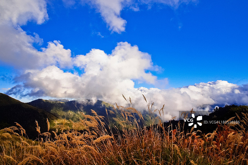 中华芒草图片素材