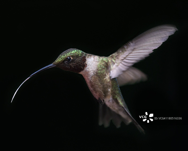 伸出舌头图片素材