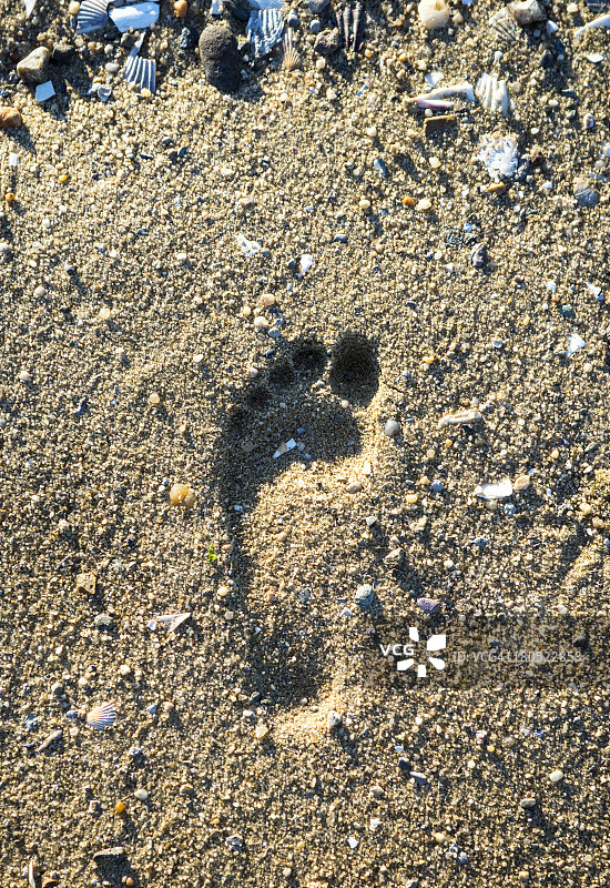 沙滩上的孤单脚印 - 科德角韦尔夫利特图片素材