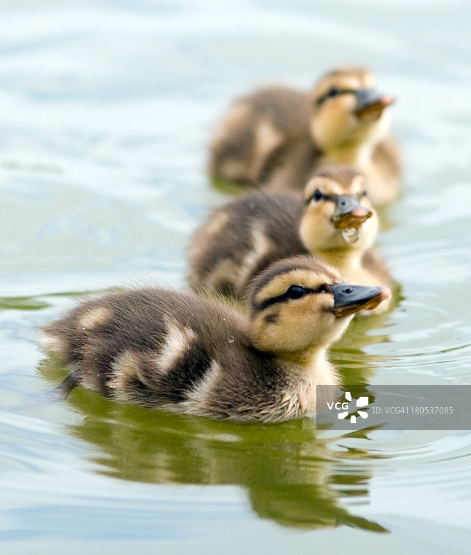 绿头鸭幼鸟图片素材