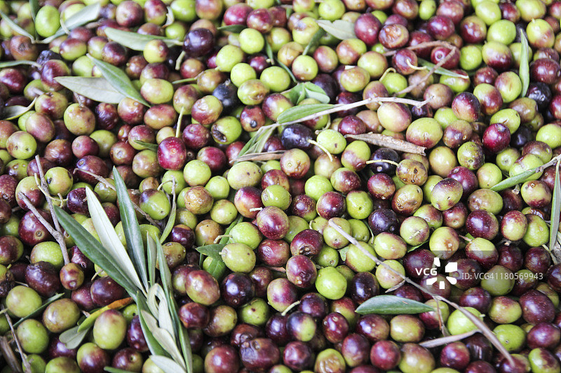 等待研磨的橄榄图片素材