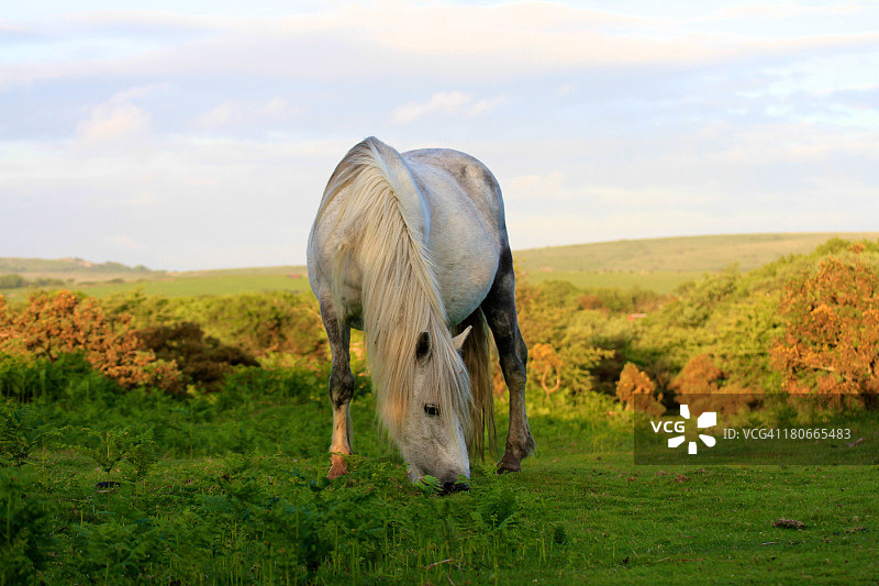 英国康沃尔的野马图片素材