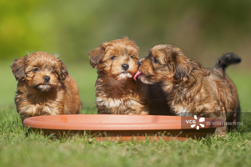 三只小哈瓦那犬幼犬图片素材