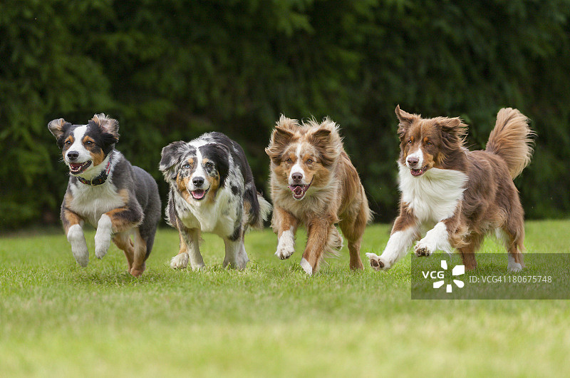 一排四只奔跑的狗图片素材