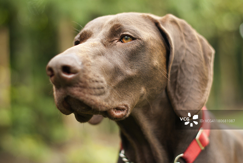 德国短毛指示犬图片素材