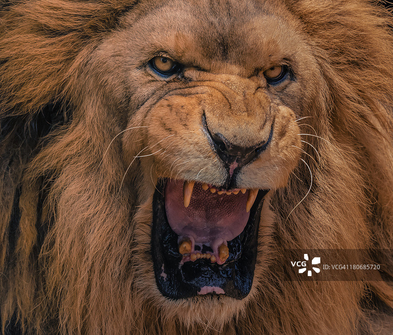 狮子吼叫的特写肖像照图片素材