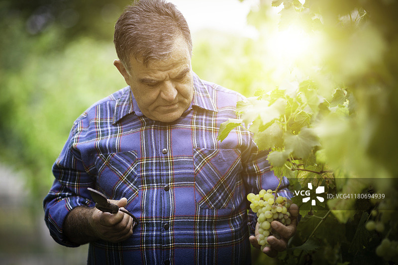 葡萄采摘图片素材