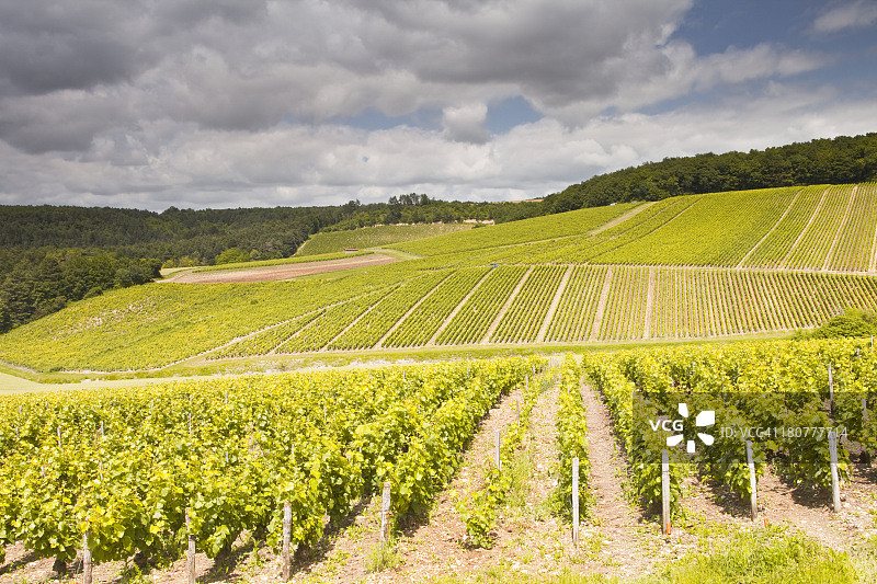 巴尔地区丘陵的香槟葡萄园图片素材
