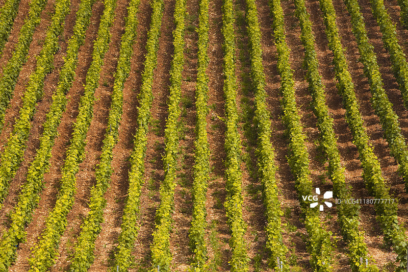 巴尔地区丘陵的香槟葡萄园图片素材