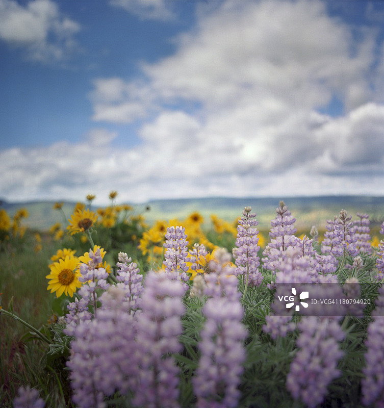 春日里的野花丛图片素材