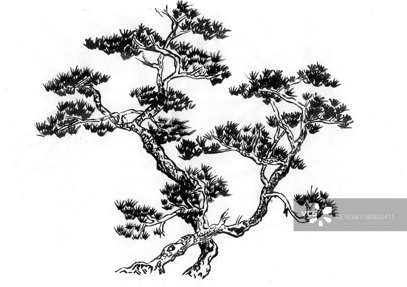 两棵松树图片素材