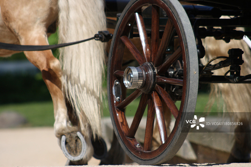 忠诚的朋友图片素材