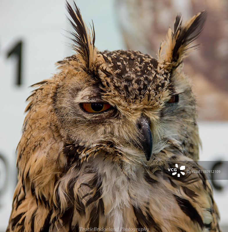 猫头鹰图片素材