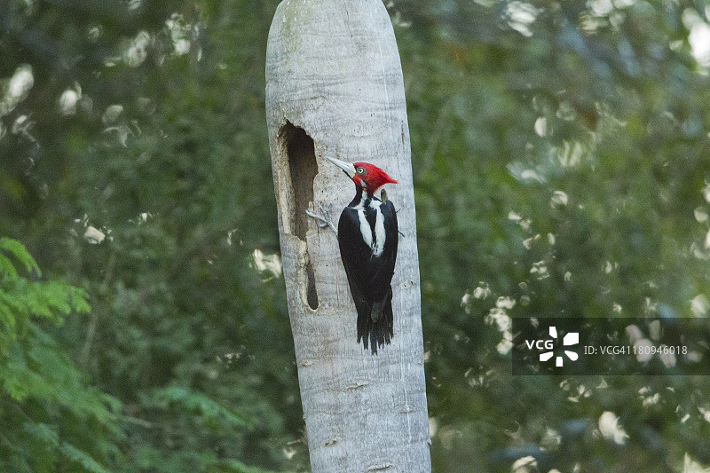 猩红凤头啄木鸟图片素材
