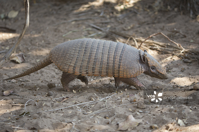 六带犰狳（黄色）图片素材