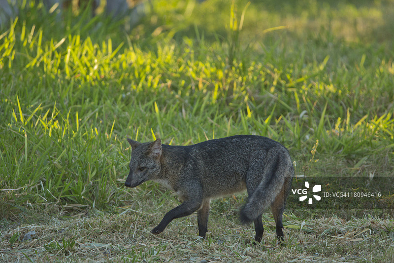 食蟹狐图片素材