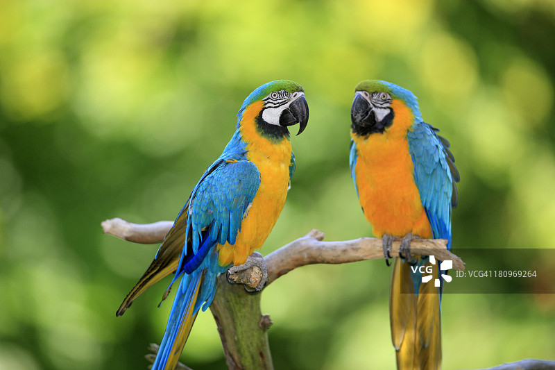 蓝色和黄色金刚鹦鹉图片素材