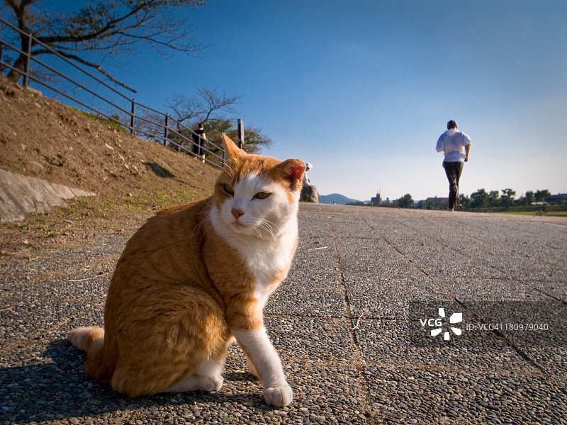 鸭川旁的野猫与慢跑者图片素材