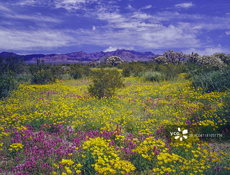 亚利桑那州春季野花图片素材