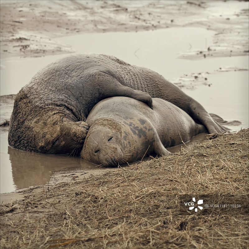 拥抱的海豹图片素材