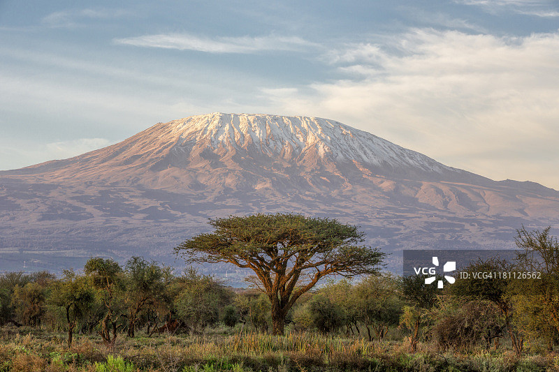 清晨的乞力马扎罗山和金合欢树图片素材