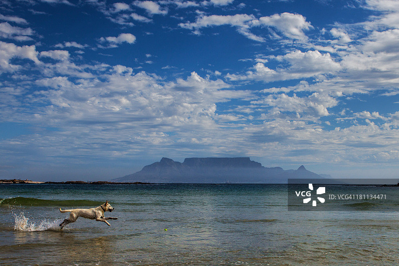 狗追逐球图片素材