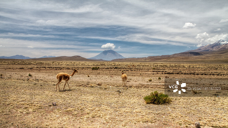 小羊驼走向米斯蒂山图片素材