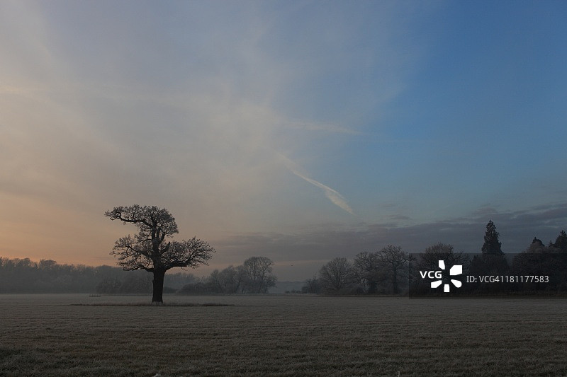 冬季田野中的孤独树图片素材