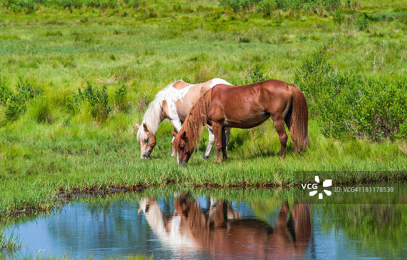 钦科蒂格国家野生动物保护区图片素材