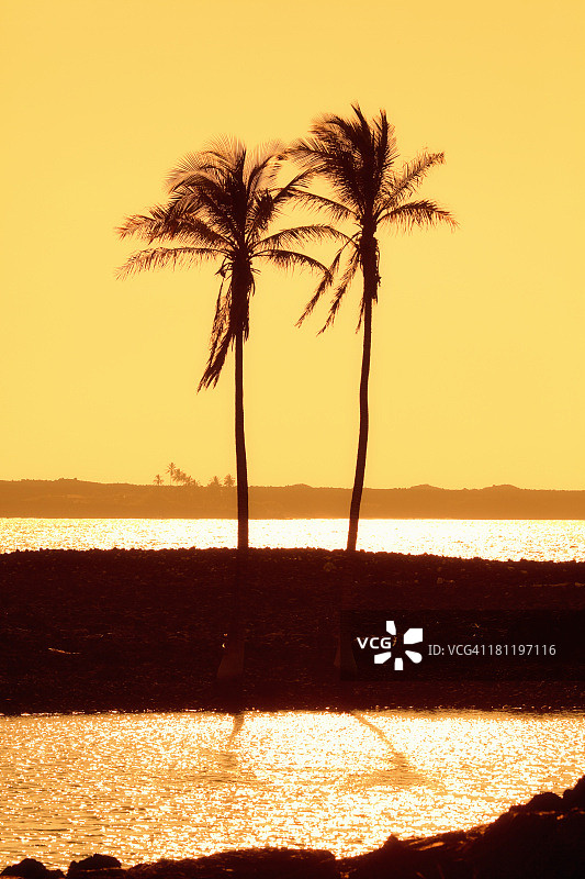 夏威夷基希洛海湾日落时的棕榈树图片素材