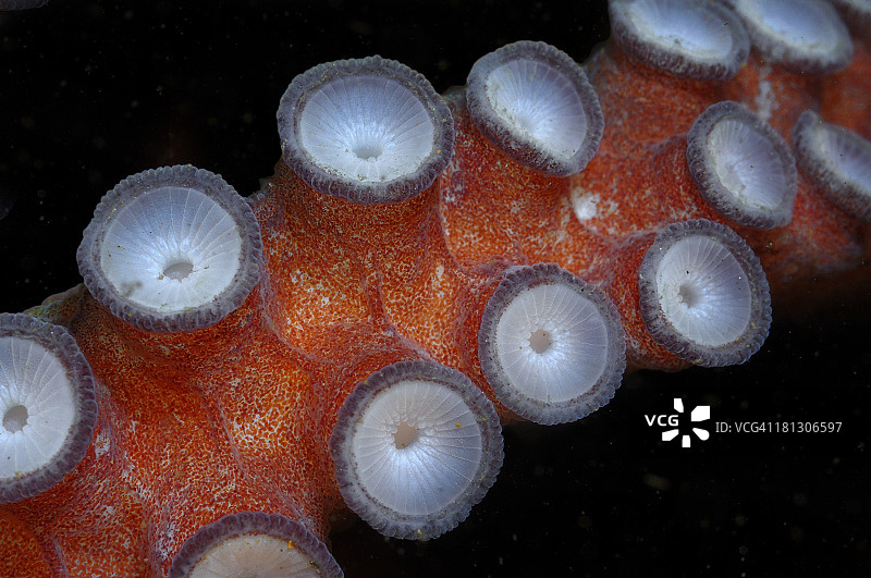 章鱼触须图片素材