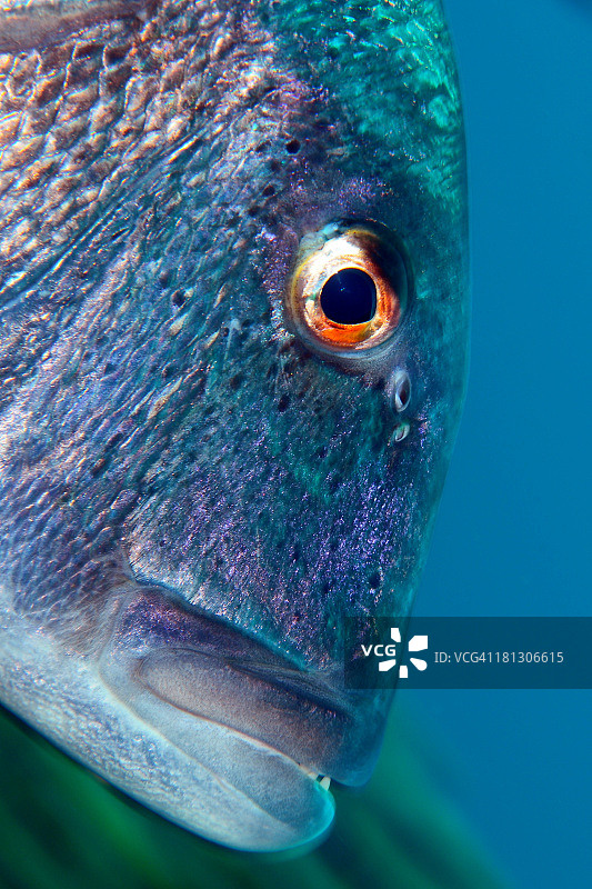 鲷鱼肖像图片素材