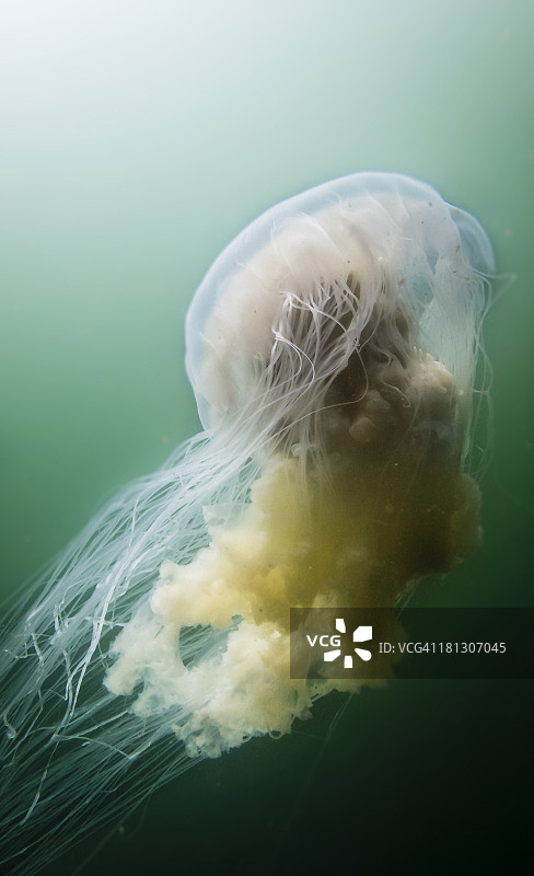 煎蛋水母图片素材