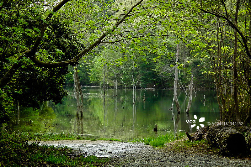 爱知海翔森林的大正池图片素材