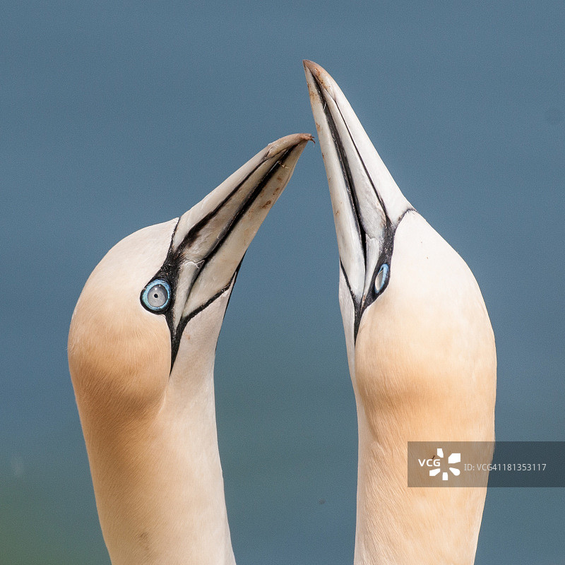 在Bempton悬崖上相互依偎的两只塘鹅图片素材