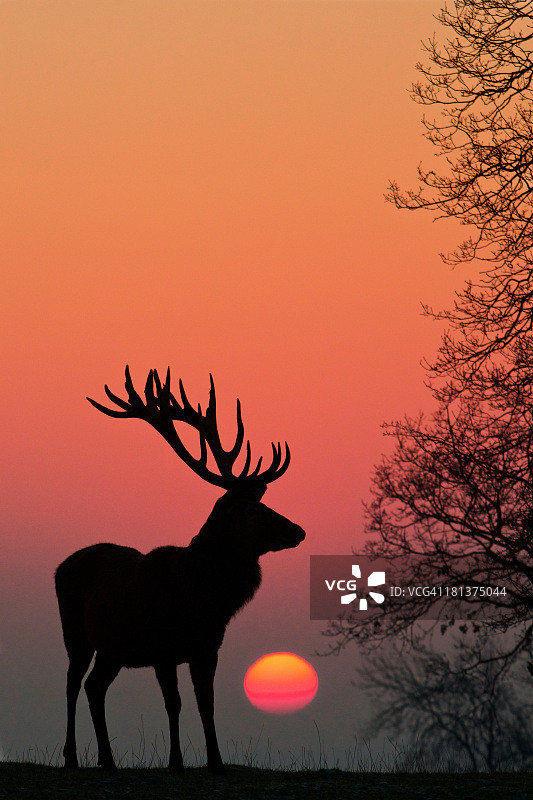 红鹿日出图片素材