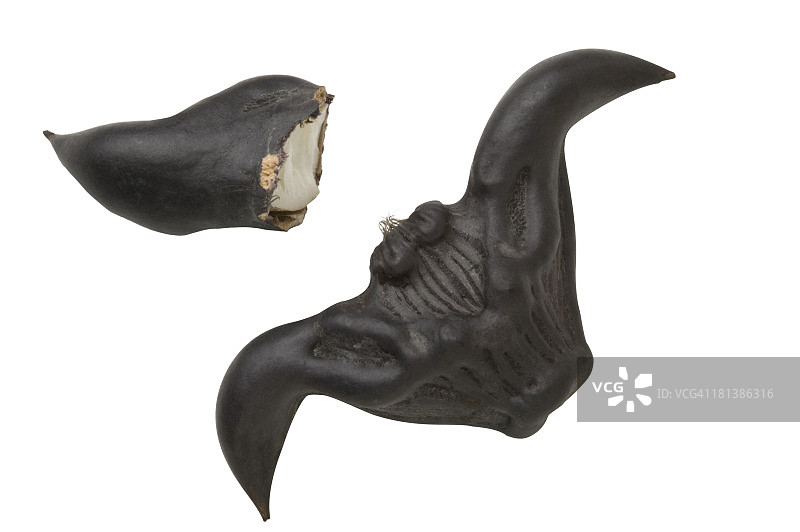 水菱角图片素材