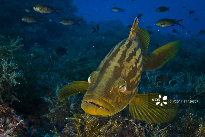 金色石斑鱼图片素材