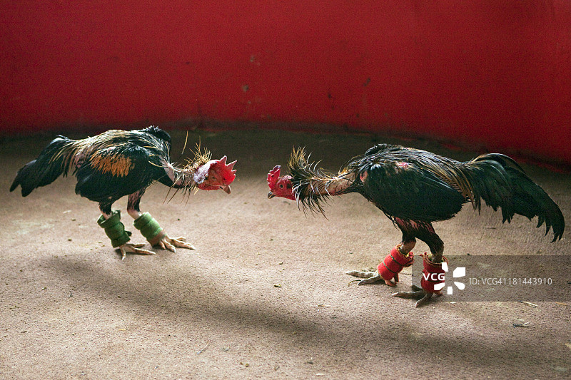 泰国斗鸡图片素材