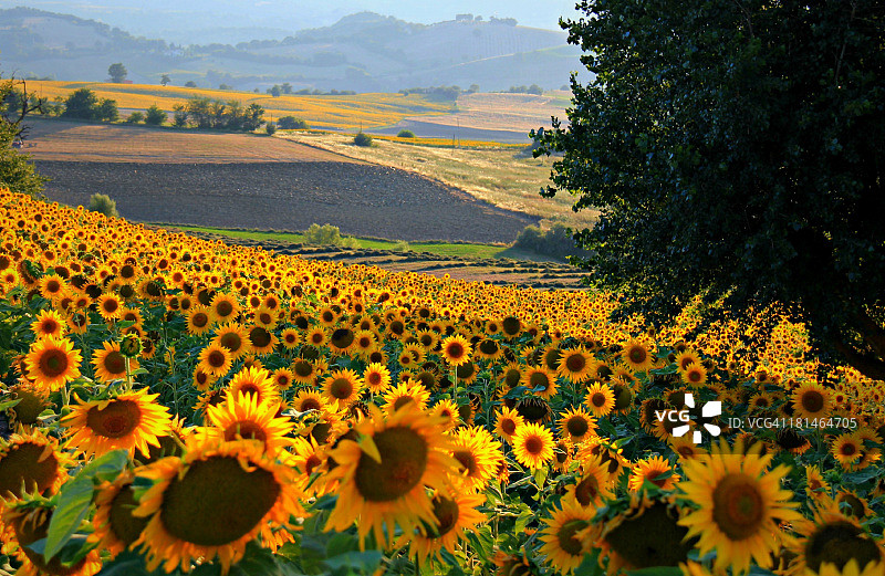 向日葵图片素材