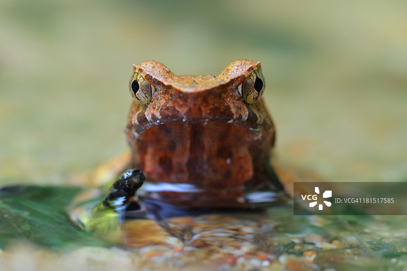 小溪角蛙图片素材