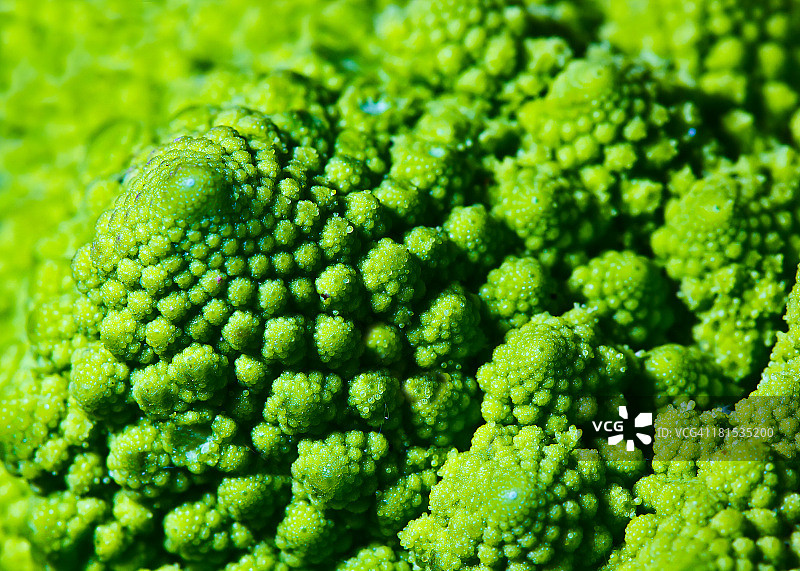 花椰菜图片素材