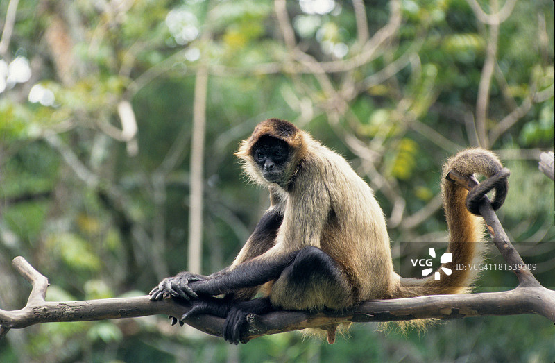 黑掌蜘蛛猴图片素材