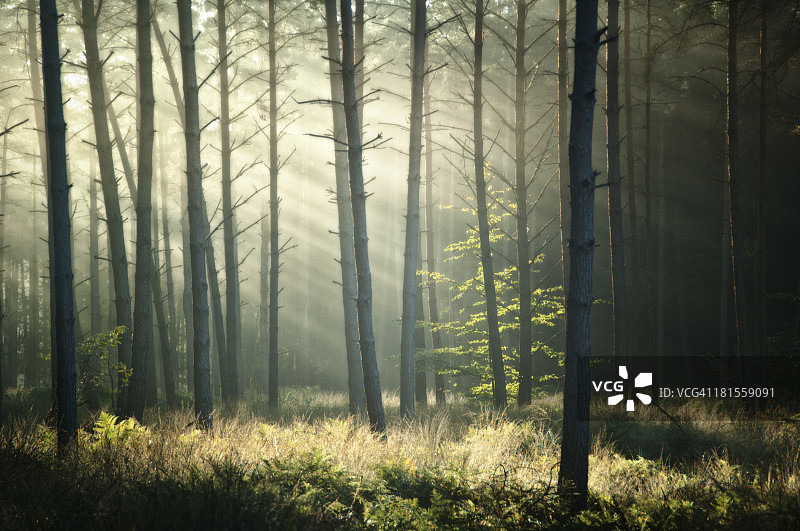 布罗塞利昂德的第一缕阳光图片素材