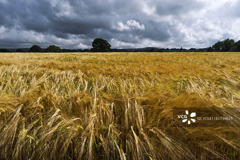 萨塞克斯麦田图片素材