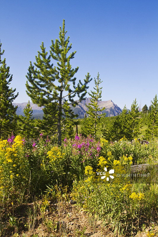 阿尔卑斯山脉的自然植被景观图片素材