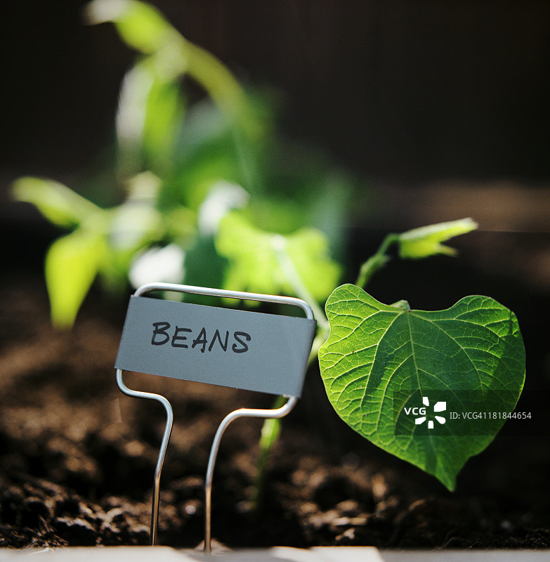 带标志的豆苗图片素材