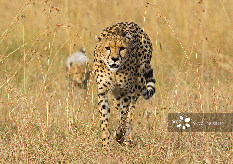 猎豹与幼崽图片素材