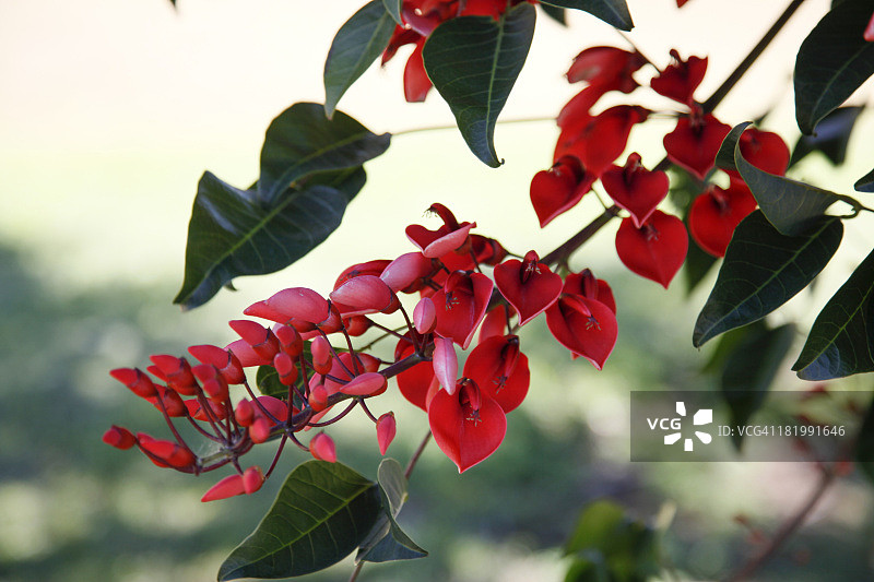 鸡冠刺桐图片素材
